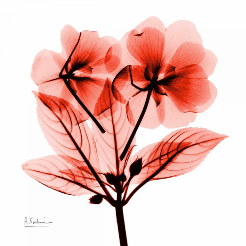 redImpatiens Poster Print by Albert Koetsier - Item # VARPDXAKXSQ355A