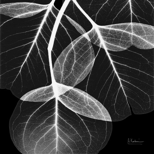 EucalyptusINVERTED Poster Print by Albert Koetsier - Item # VARPDXAKXSQ358B