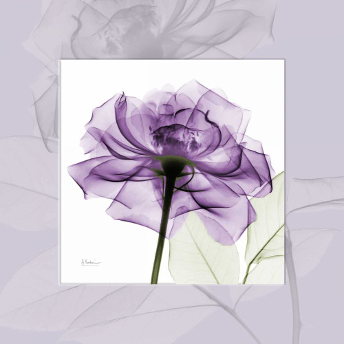 purpleRose Poster Print by Albert Koetsier - Item # VARPDXAKXSQ359A1