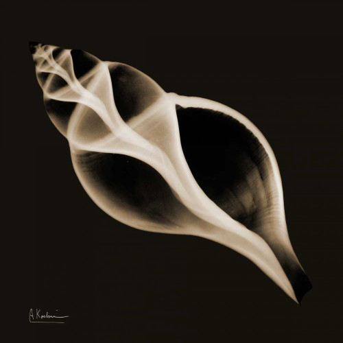 Tulip Shell_sepia Poster Print by Albert Koetsier