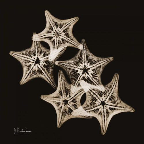 Starfish_sepia Poster Print by Albert Koetsier - Item # VARPDXAKXSQ373B