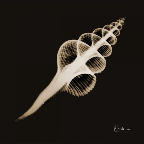 Fusinus Colus_sepia Poster Print by Albert Koetsier - Item # VARPDXAKXSQ373C