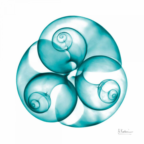 Moon snail Trio Poster Print by Albert Koetsier - Item # VARPDXAKXSQ384A