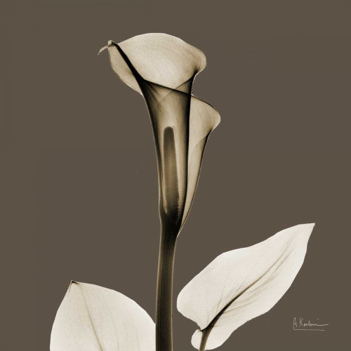 Slate Calla Poster Print by Albert Koetsier - Item # VARPDXAKXSQ398C