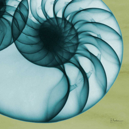 Neon Nautilus Poster Print by Albert Koetsier - Item # VARPDXAKXSQ400A1
