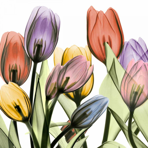 Tulipscape 2 Poster Print by Albert Koetsier - Item # VARPDXAKXSQ405C
