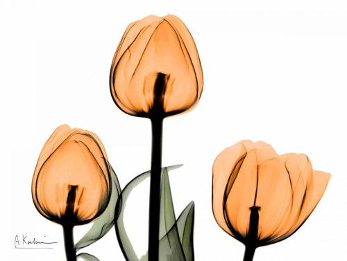 Tulips Orange Poster Print by Albert Koetsier - Item # VARPDXAKZRC137B2