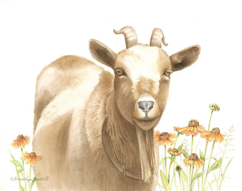 Daisy Goat Poster Print by Gwendolyn Babbitt - Item # VARPDXBAB497