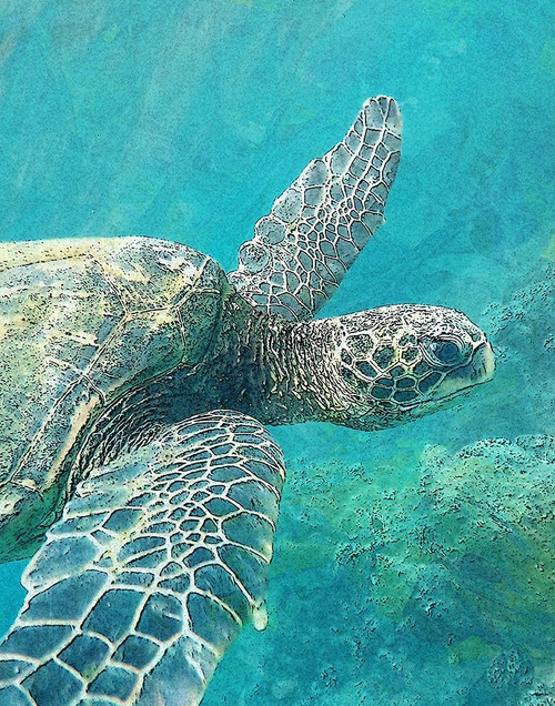 Sea Turtle 1 Poster Print by Ann Bailey - Item # VARPDXBARC037A