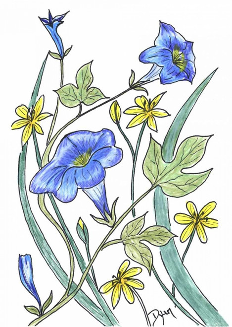 Ivey Leaved Morning Glory Poster Print by Beverly Dyer