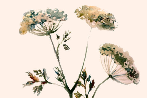 Queens Flowers Poster Print by Boho Hue Studio Boho Hue Studio - Item # VARPDXBHSRC029A