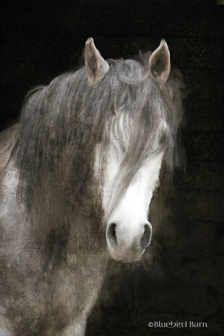 Gypsy Vanner Mystique   Poster Print by Bluebird Barn Bluebird Barn - Item # VARPDXBLUE260