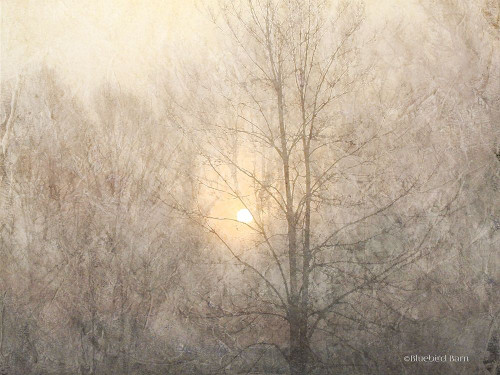 Fading Trees Sunlight Poster Print by Bluebird Barn Bluebird Barn - Item # VARPDXBLUE310