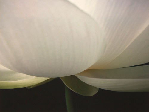 Lotus Stem Poster Print by Jim Christensen - Item # VARPDXCR002A
