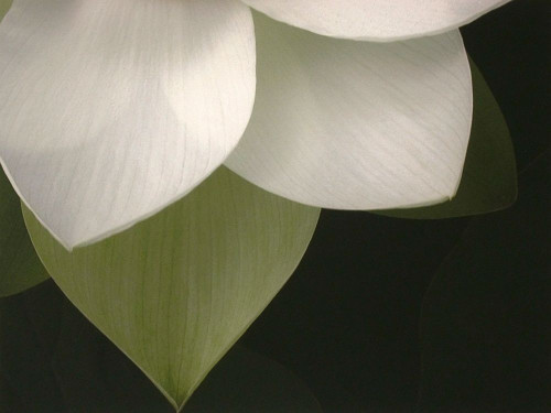 Lotus Closeup II Poster Print by Jim Christensen - Item # VARPDXCR004A