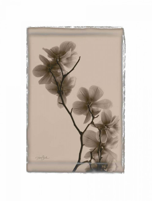 Magnolias Poster Print by Diane Stimson