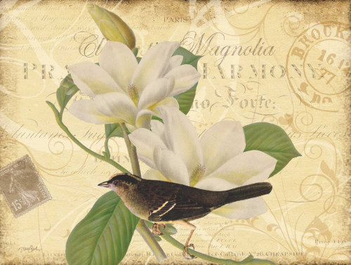 Bird Magnolia Poster Print by Diane Stimson - Item # VARPDXDSRC260B