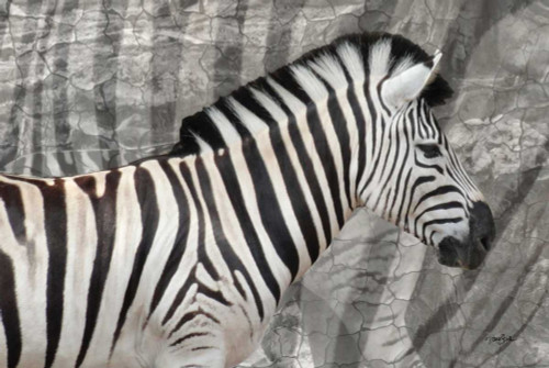 Into The Wild 2 Poster Print by Diane Stimson - Item # VARPDXDSRC5000B