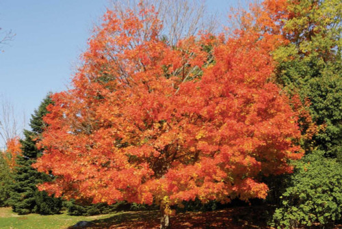 Autumnal 2 Poster Print by Diane Stimson - Item # VARPDXDSRC5001B