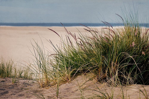 To The Beach II Poster Print by Elizabeth Urquhart
