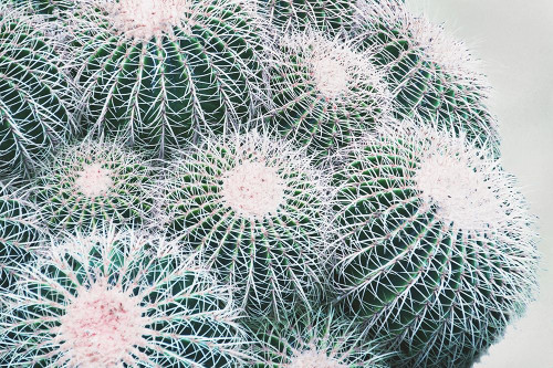 Green Crush III Poster Print by Elizabeth Urquhart - Item # VARPDXEURC005N