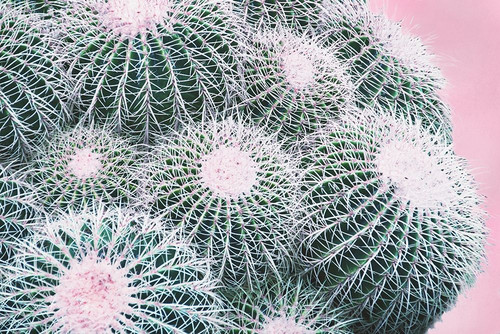 Pink Crush III Poster Print by Elizabeth Urquhart