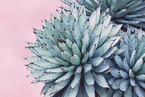 Pink Crush IX Poster Print by Elizabeth Urquhart