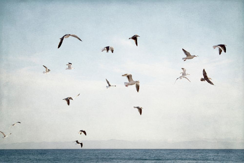 Soar I Poster Print by Elizabeth Urquhart - Item # VARPDXEURC010A