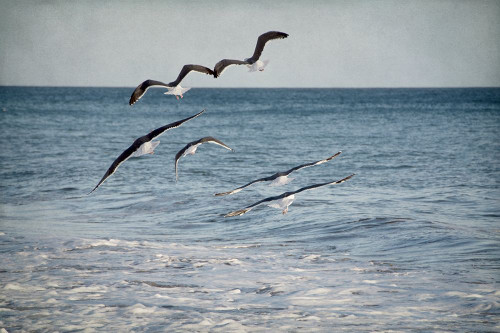 Soar III Poster Print by Elizabeth Urquhart - Item # VARPDXEURC010C