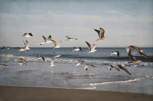 Soar IV Poster Print by Elizabeth Urquhart - Item # VARPDXEURC010D