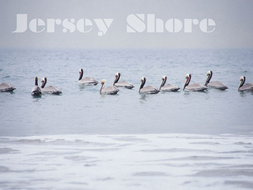 Jersey In A Row Poster Print by Elizabeth Urquhart - Item # VARPDXEURC015A