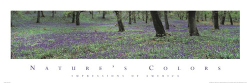 Natures Colors Purple Flowers Poster Print by Unknown Unknown - Item # VARPDXF102225