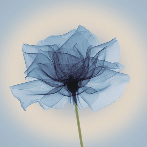 Layered Veil, Blue Poster Print by Anonymous Anonymous