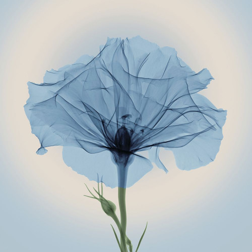 Bud in Bloom, Blue Poster Print by Anonymous Anonymous - Item # VARPDXFAF1297