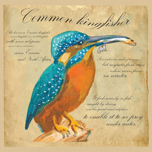 Common Kingfisher Poster Print by Kuco Kuco - Item # VARPDXFAF1335