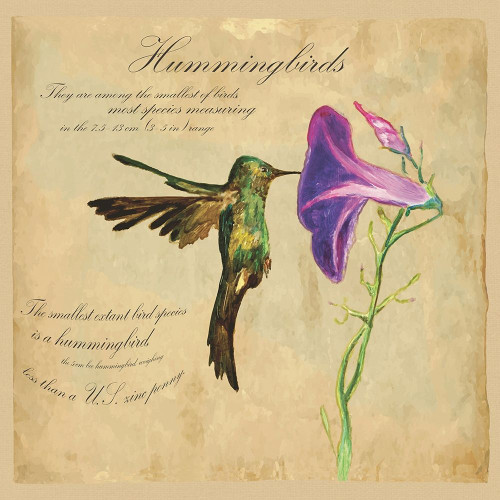 Hummingbird Illustration Poster Print by Kuco Kuco - Item # VARPDXFAF1336