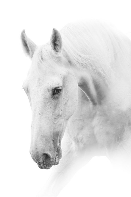 White Horse on White Poster Print by Marina Itina - Item # VARPDXFAF1380