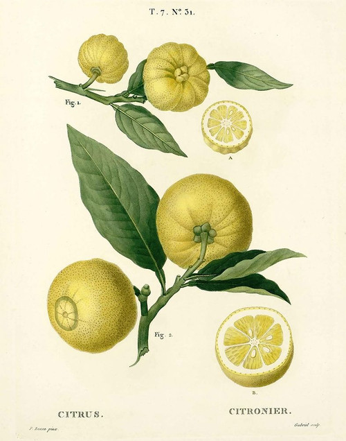 Lemon Plant Botanical Poster Print by Anonymous Anonymous - Item # VARPDXFAF1459