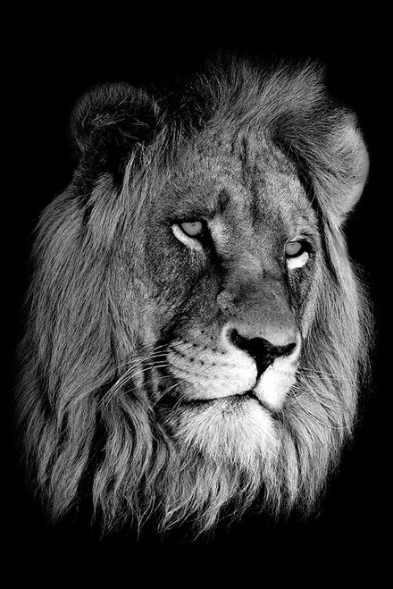 Lion King Poster Print by Anon Anon - Item # VARPDXFAF890