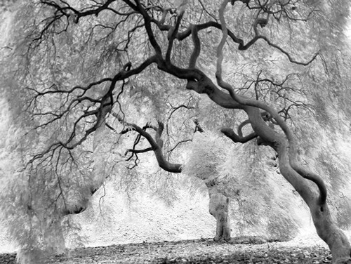 Enchanted Forest Poster Print by Anonymous Anonymous - Item # VARPDXFAF984