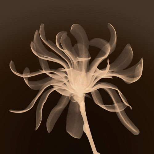 Cinnamon Ribbon (sepia) Poster Print by Anonymous Anonymous - Item # VARPDXFL0107S