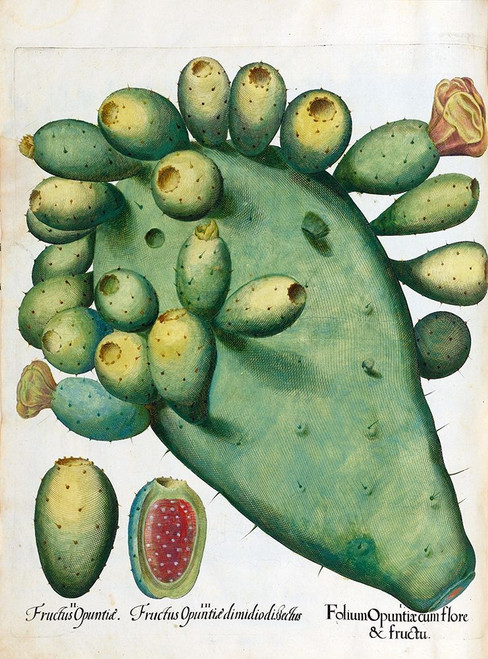 Cactus Poster Print by Basilius Besler - Item # VARPDXHE05