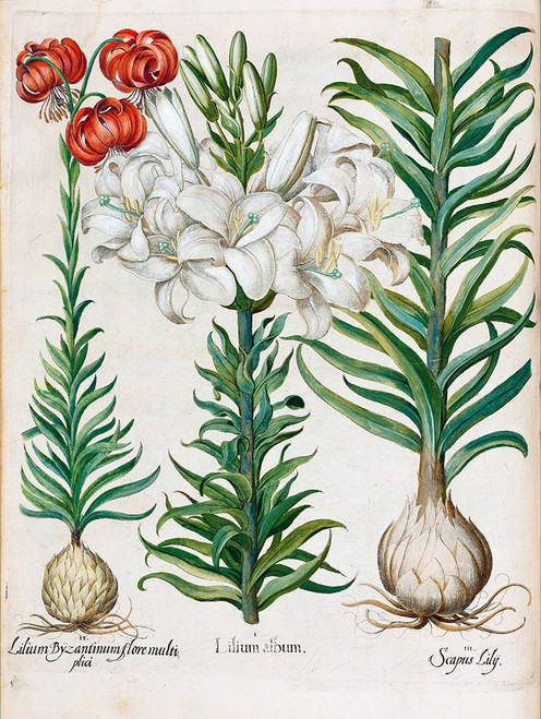 Lilies Poster Print by Basilius Besler - Item # VARPDXHE07