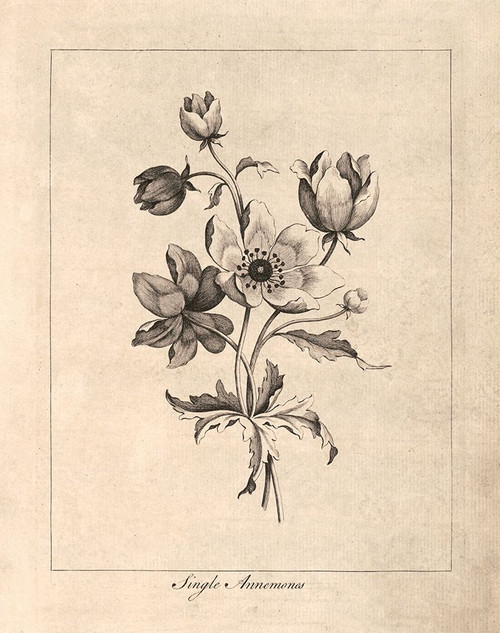 Vintage Anemones Poster Print by N. Harbick - Item # VARPDXHRB463