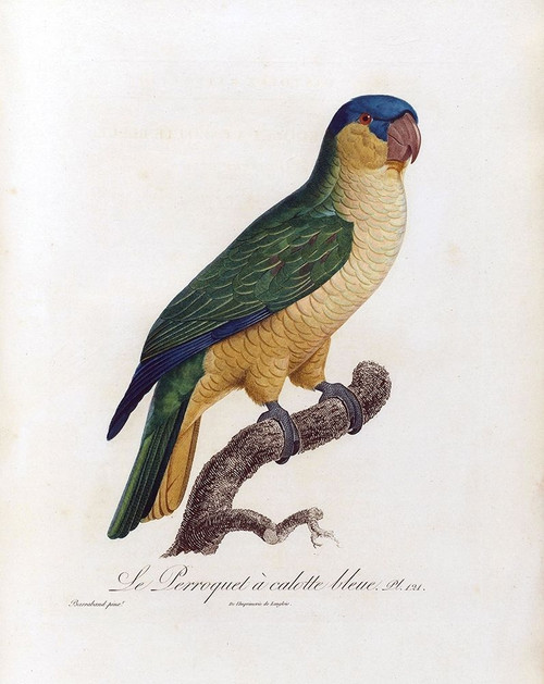 Le Perroquet a calotte bleu Poster Print by Jacques Barraband - Item # VARPDXJB121