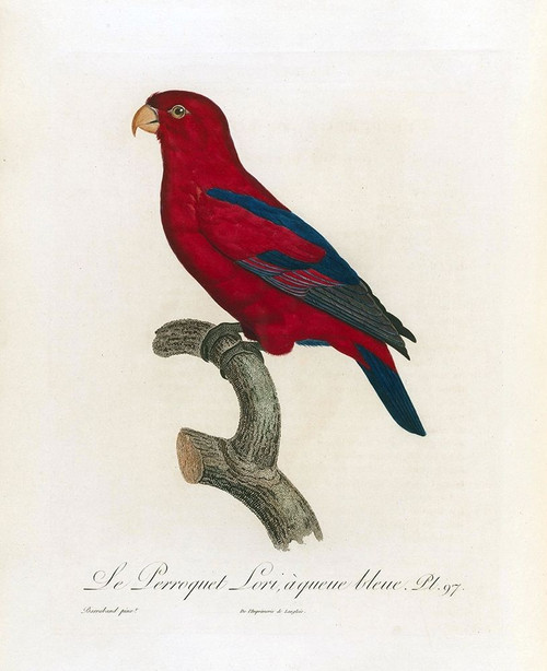 Le Perroquet Lori, a queue bleu Poster Print by Jacques Barraband - Item # VARPDXJB97