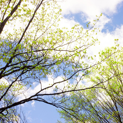 Spring Sky II Poster Print by Judy Stalus - Item # VARPDXJD140A