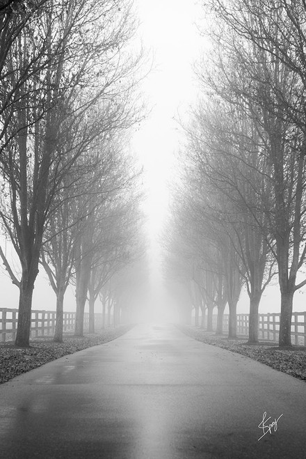 Curious Road Poster Print by Justin Spivey - Item # VARPDXJDS210