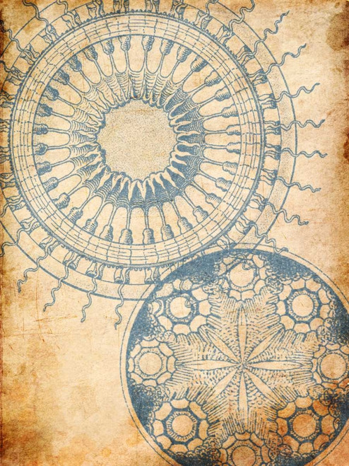 Coastal Patterns Mate Poster Print by Jace Grey - Item # VARPDXJGRC204B