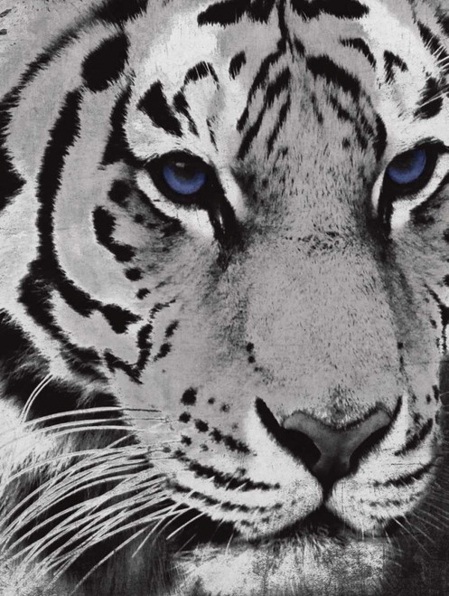 Purple Eyes Poster Print by Jace Grey - Item # VARPDXJGRC418A